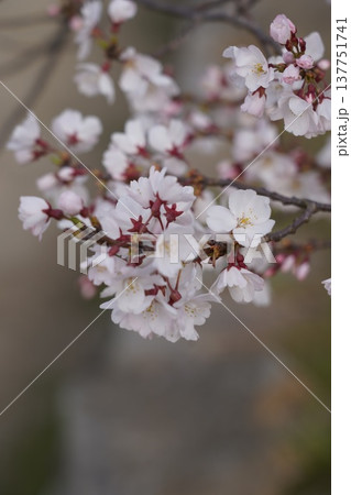 桜 岡山城 桜 岡山城 137751741