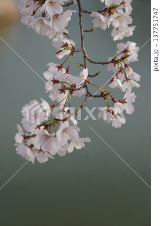 桜 岡山城 桜 岡山城 137751747