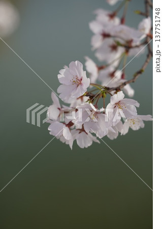 桜 岡山城 桜 岡山城 137751748