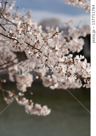桜 岡山城 桜 岡山城 137751764