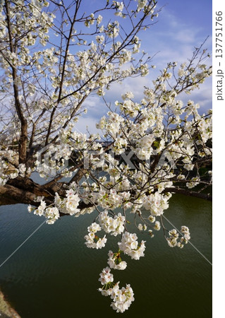 桜　岡山城 137751766