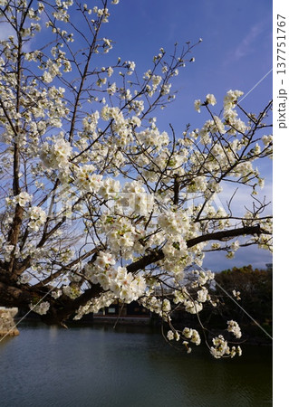 桜　岡山城 137751767