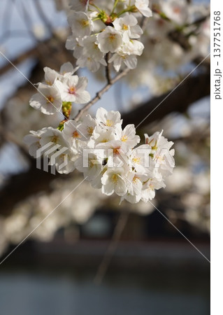 桜 岡山城 桜 岡山城 137751768