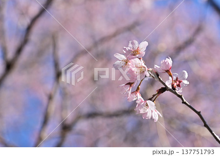桜 啓翁桜(けいおうざくら)背景素材 桜 啓翁桜(けいおうざくら)背景素材 137751793