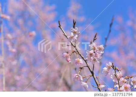 桜 啓翁桜(けいおうざくら)背景素材 桜 啓翁桜(けいおうざくら)背景素材 137751794