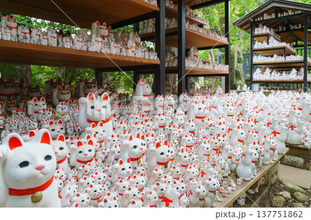 Tokyo, Japan - Sep 30 2024, A close-up view of many multi-sized white beckoning cat figure of Maneki neko with red ears and noses displayed at Gotokuji Temple, without people, at daytime, Tokyo, Japan 137751862