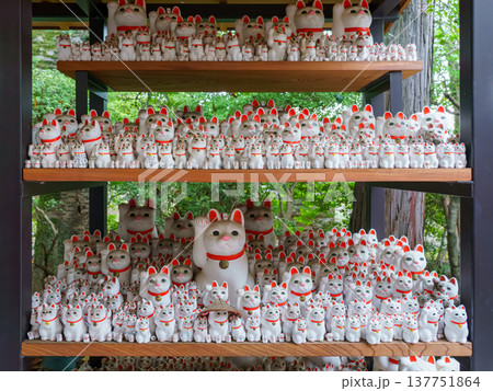 Tokyo, Japan - Sep 30 2024, A close-up view of many multi-sized white beckoning cat figure of Maneki neko with red ears and noses displayed at Gotokuji Temple, without people, at daytime, Tokyo, Japan Tokyo, Japan - Sep 30 2024, A close-up view of many multi-sized white beckoning cat figure of Maneki neko with red ears and noses displayed at Gotokuji Temple, without people, at daytime, Tokyo, Japan 137751864