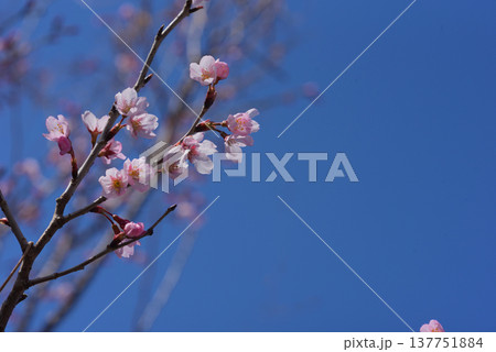 桜 啓翁桜(けいおうざくら)背景素材 桜 啓翁桜(けいおうざくら)背景素材 137751884