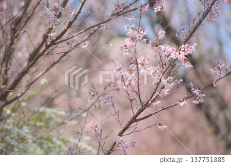 桜　啓翁桜（けいおうざくら）背景素材 137751885