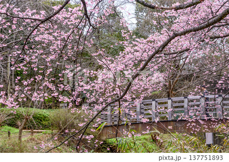 桃色の早咲き桜と橋 137751893