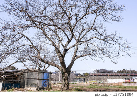 農村風景を走る電車 農村風景を走る電車 137751894