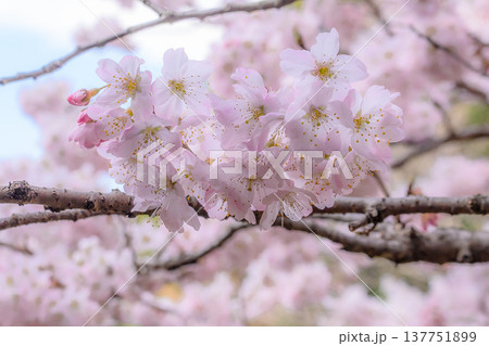 淡いピンク色の早咲き桜 137751899