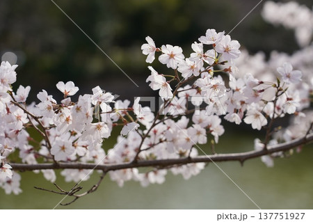 桜 岡山城 桜 岡山城 137751927