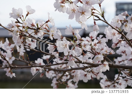 桜　岡山城 137751935
