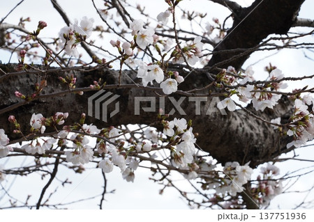 桜　岡山城 137751936