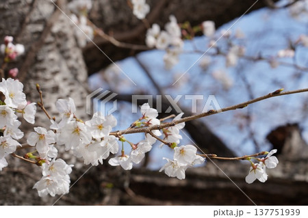 桜 岡山城 桜 岡山城 137751939