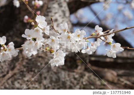 桜 岡山城 桜 岡山城 137751940
