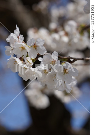 桜 岡山城 桜 岡山城 137751955