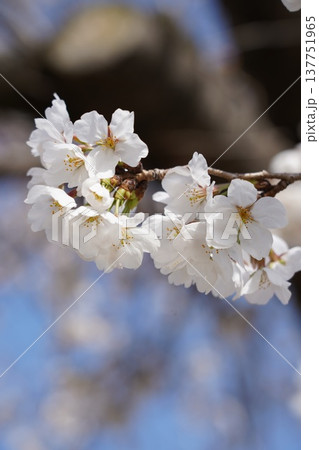 桜 岡山城 桜 岡山城 137751965