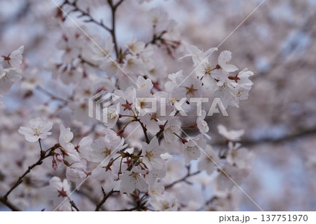 桜 岡山城 桜 岡山城 137751970