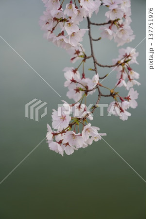 桜 岡山城 桜 岡山城 137751976