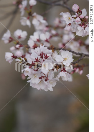 桜 岡山城 桜 岡山城 137751978