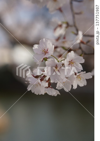 桜　岡山城 137751987