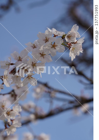 桜 岡山城 桜 岡山城 137751993