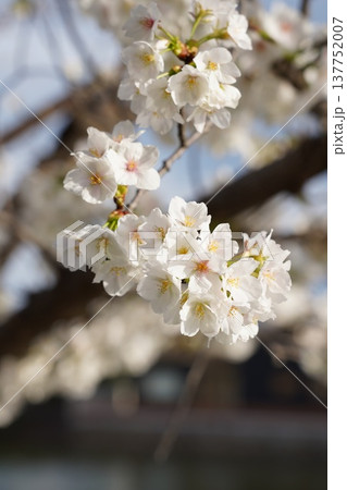 桜　岡山城 137752007