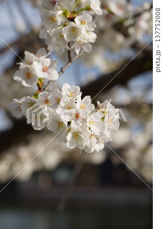 桜　岡山城 137752008