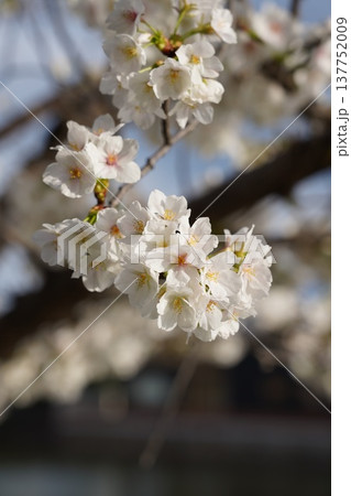 桜 岡山城 桜 岡山城 137752009