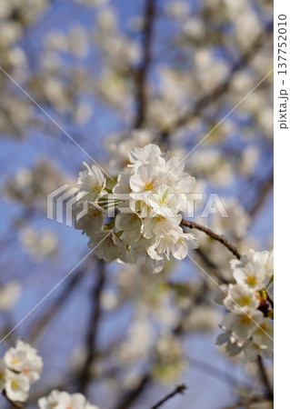 桜 岡山城 桜 岡山城 137752010