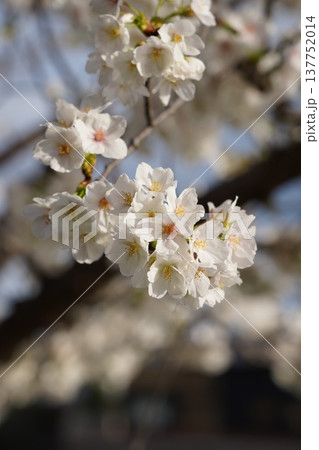 桜 岡山城 桜 岡山城 137752014