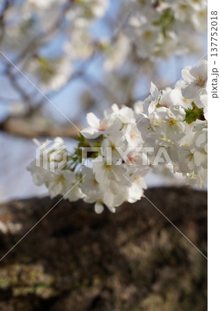 桜 岡山城 桜 岡山城 137752018