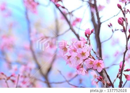 桜　啓翁桜（けいおうざくら）背景素材 137752028