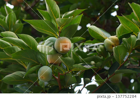 Tokyo, Japan - Sep 30 2024, close up view of the foliage of a tree with an unripe persimmon, at daytime, Tokyo, Japan 137752284