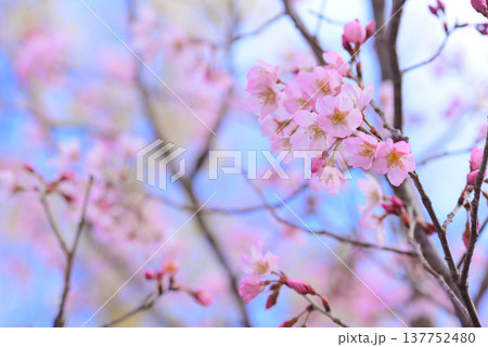桜 啓翁桜(けいおうざくら)背景素材 桜 啓翁桜(けいおうざくら)背景素材 137752480