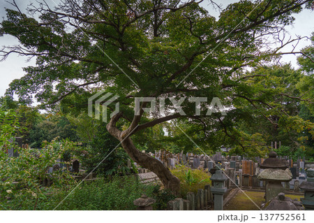 Tokyo, Japan - Sep 30 2024, Panoramic view of the cemetery on the grounds of Gotokuji Temple, without people, in cloudy weather, at daytime, Tokyo, Japan Tokyo, Japan - Sep 30 2024, Panoramic view of the cemetery on the grounds of Gotokuji Temple, without people, in cloudy weather, at daytime, Tokyo, Japan 137752561
