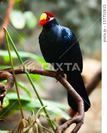 Violet turaco on tree branch Violet turaco on tree branch 137752615
