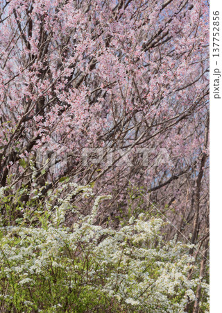 桜 啓翁桜(けいおうざくら)背景素材 桜 啓翁桜(けいおうざくら)背景素材 137752856