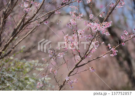 桜 啓翁桜(けいおうざくら)背景素材 桜 啓翁桜(けいおうざくら)背景素材 137752857