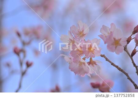 桜 啓翁桜(けいおうざくら)背景素材 桜 啓翁桜(けいおうざくら)背景素材 137752858