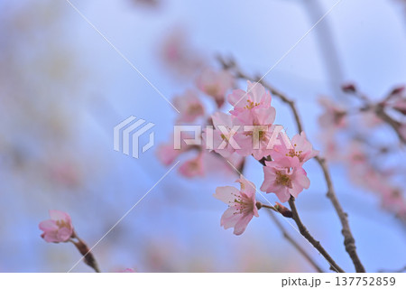 桜 啓翁桜(けいおうざくら)背景素材 桜 啓翁桜(けいおうざくら)背景素材 137752859