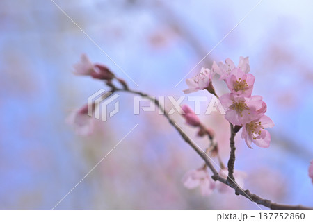 桜 啓翁桜(けいおうざくら)背景素材 桜 啓翁桜(けいおうざくら)背景素材 137752860