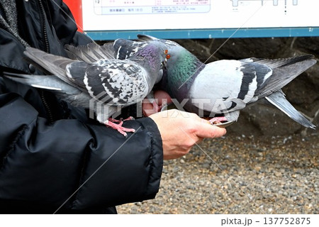 腕に乗る鳩 腕に乗る鳩 137752875