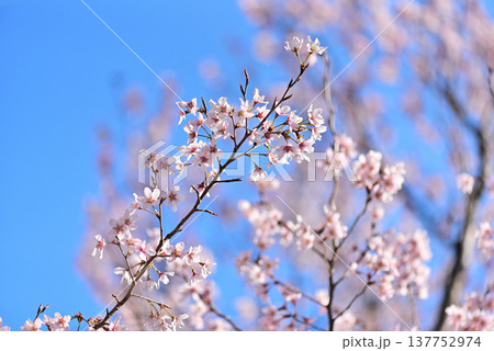 桜　啓翁桜（けいおうざくら）背景素材 137752974