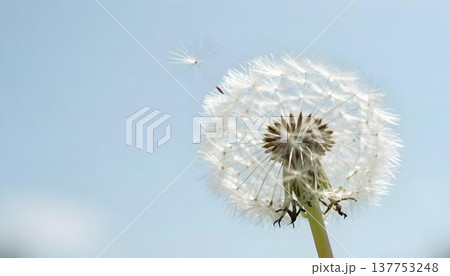 A dandelion with seeds blowing in the wind, symbolizing hope and resilience in a diverse urban neighborhood 137753248