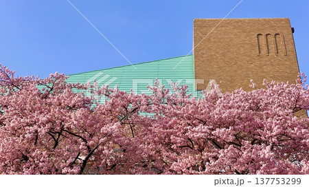 早春の青空に映える竜美丘会館裏の桜並木(河津桜，葵桜)を見上げる〈乙川左岸/愛知県岡崎市〉 137753299