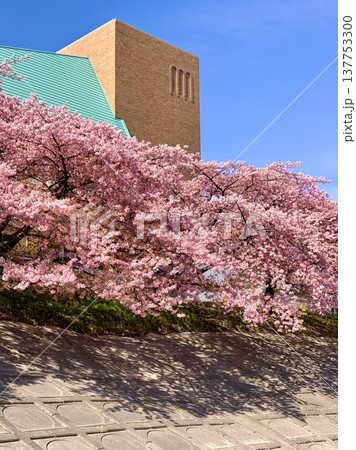 早春の青空に映える竜美丘会館裏の桜並木(河津桜,葵桜)を見上げる〈乙川左岸/愛知県岡崎市〉 早春の青空に映える竜美丘会館裏の桜並木(河津桜,葵桜)を見上げる〈乙川左岸/愛知県岡崎市〉 137753300