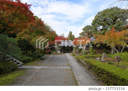 色づくイロハモミジの葉　紅葉 137753316